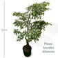 Planta Decorativa Artificial Ficus Bordes Blancos 200cm