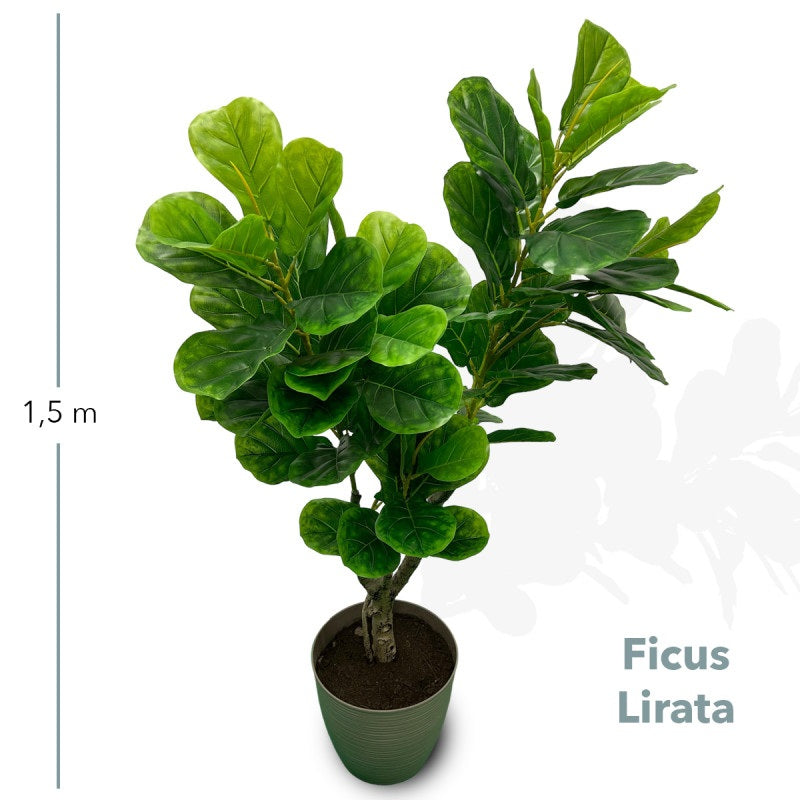 Planta Decorativa Artificial Ficus Lyrata 150cm