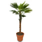 Planta Decorativa Artificial Palmera Abanico 2.0mt