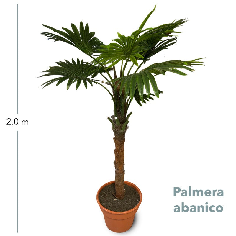 Planta Decorativa Artificial Palmera Abanico 2.0mt